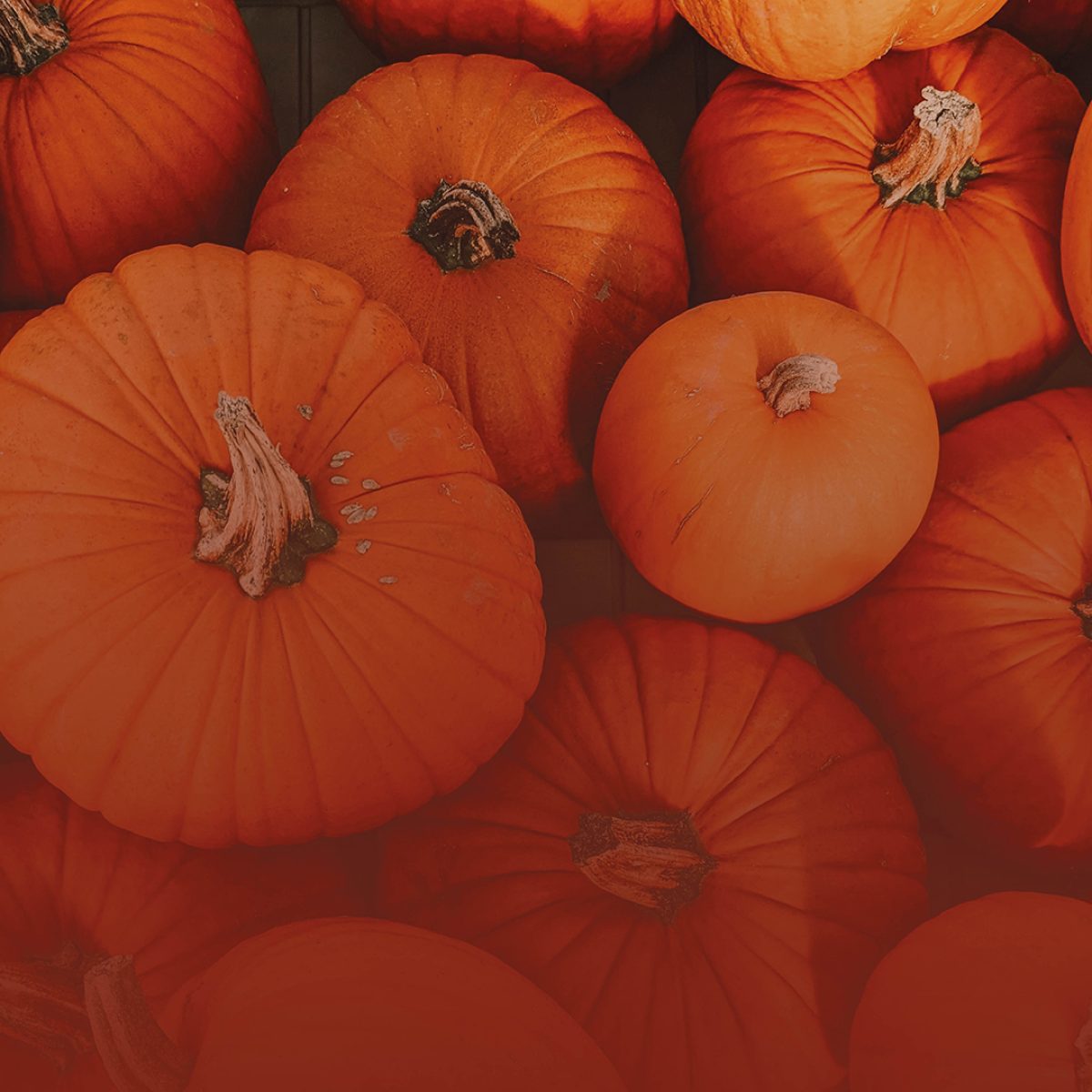 5473 - Halloween_Website_Visuals_FINAL2