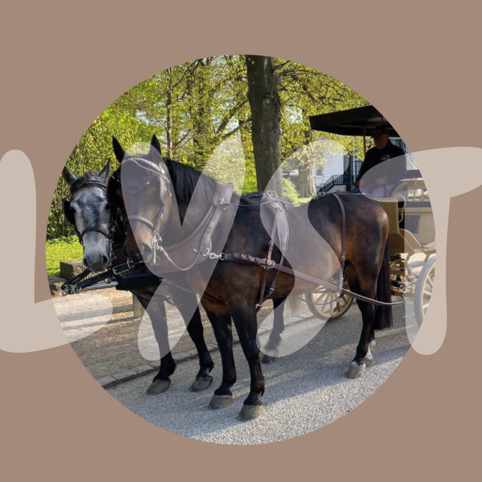 Hest - Tema Fødselsdag_SoMe opslag_FINAL5