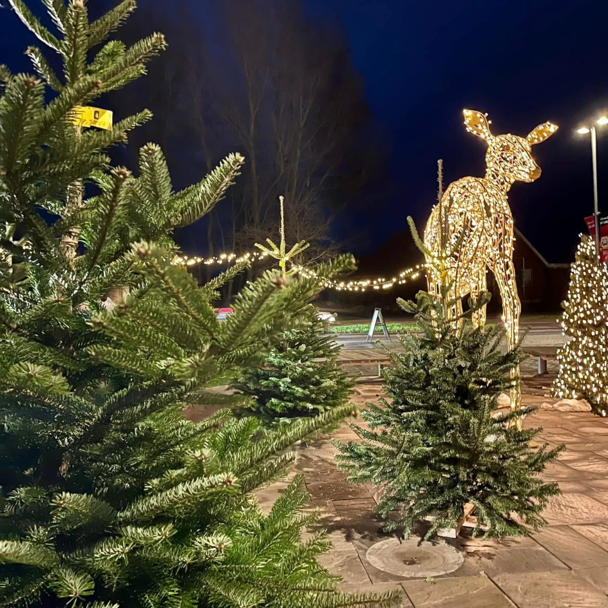 jjuletraesbilledeJPG